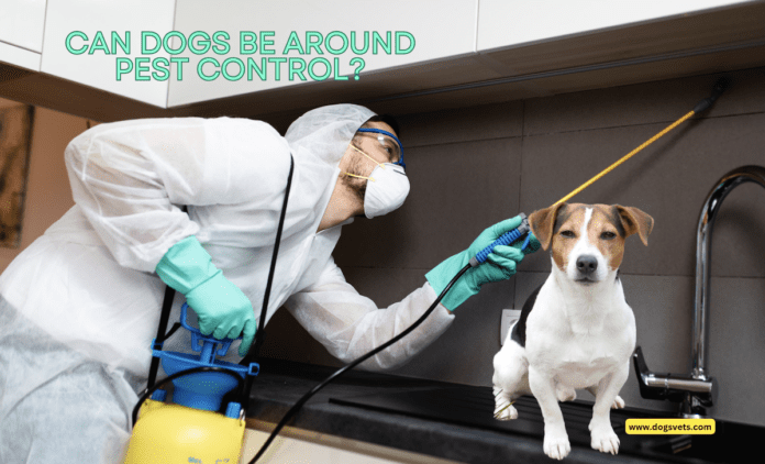 Can Dogs Be Around Pest Control? Understanding Its Impact on Dogs